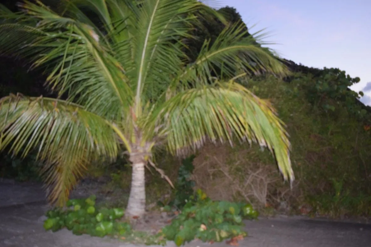 Mini Palm Tree, artwork by Mary Thielman