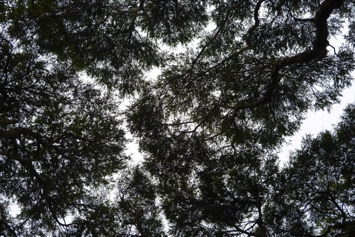 Rain Forest Canopy, artwork by Greg Sandoval