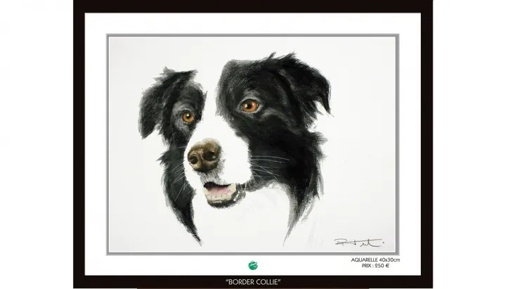 BORDER COLLIE, œuvre de Pierre Frutschi