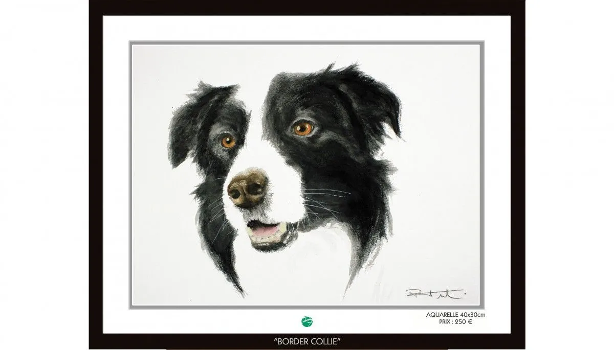 BORDER COLLIE, artwork by Pierre Frutschi
