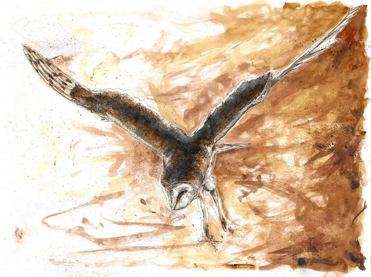Cofee Barn Owl, œuvre de Jean Taty