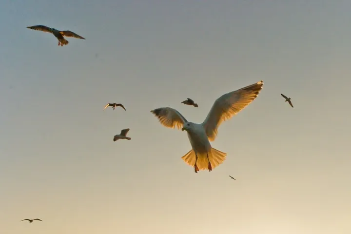 Mouette, œuvre de Nicolas Bernié