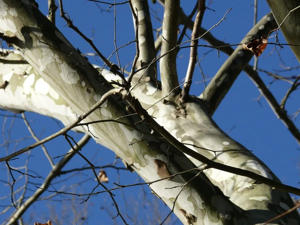 skyward, œuvre de Rachel Galbreath