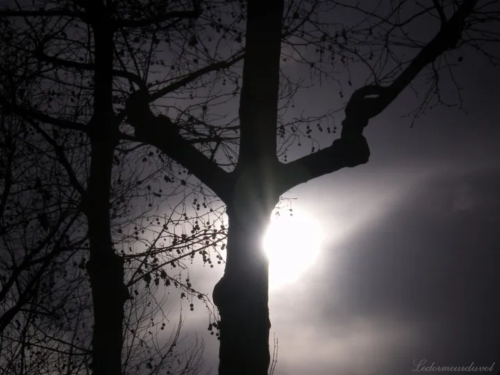Dead Tree, artwork by Le Dormeur Du Vol
