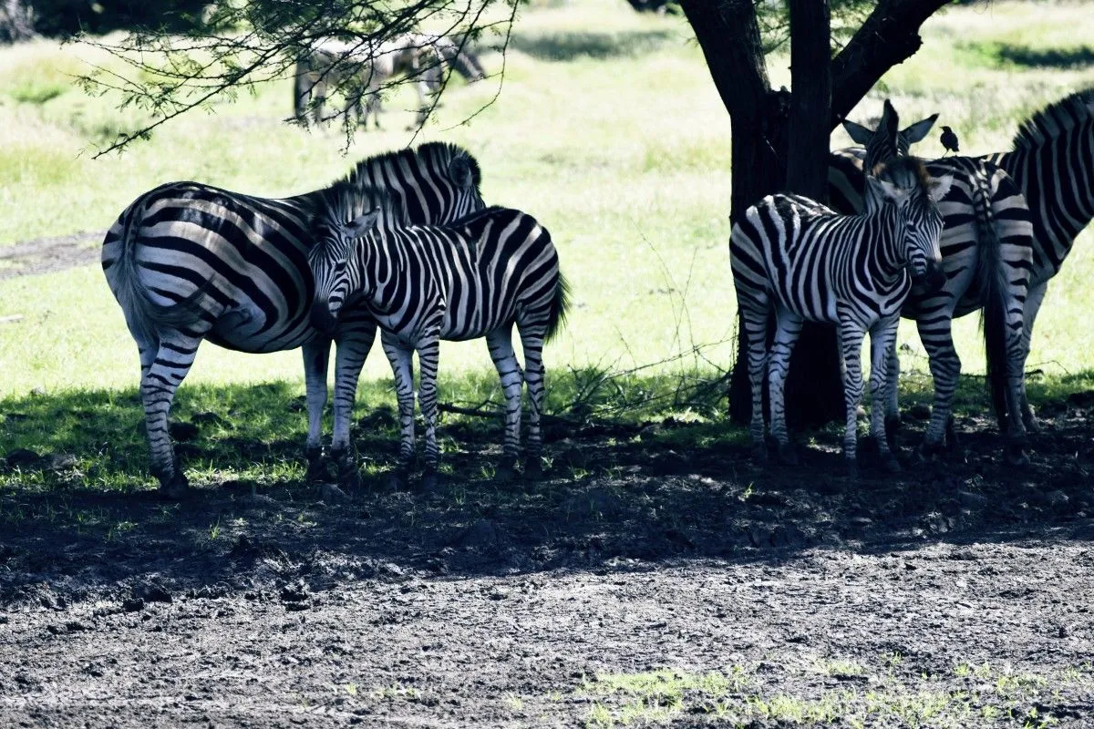 Wild Zebras, œuvre de Kiran Bhoodhoo