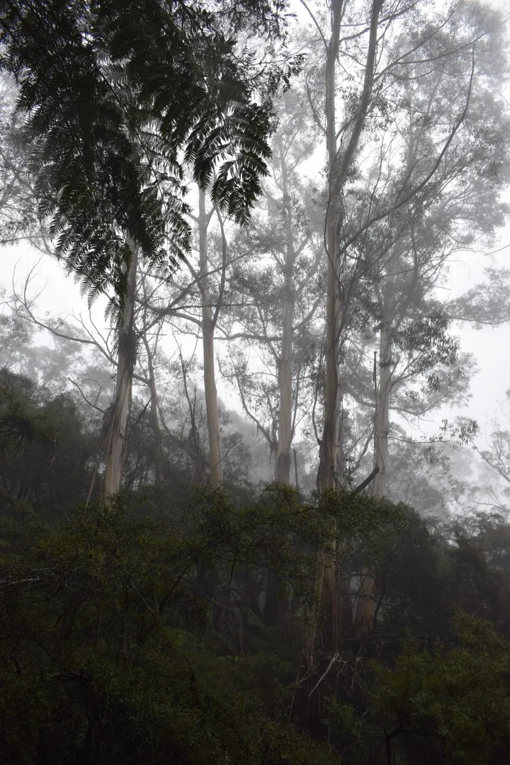 Eucalyptus, œuvre de Greg Sandoval