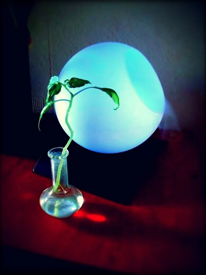 The Moon and the Plant, œuvre de Le Dormeur Du Vol