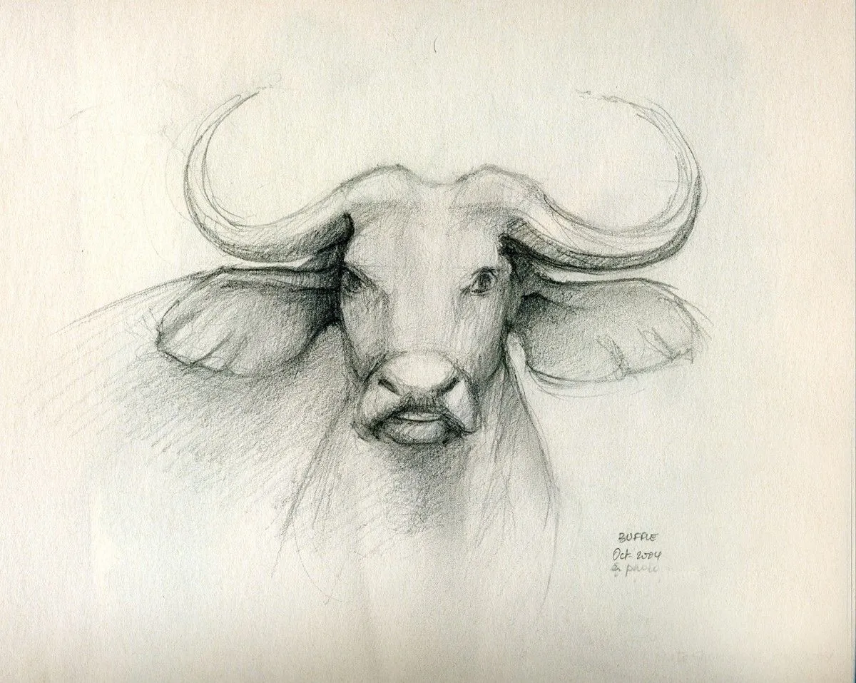 BUFFLE - BUFFALO, œuvre de Jean Bessat
