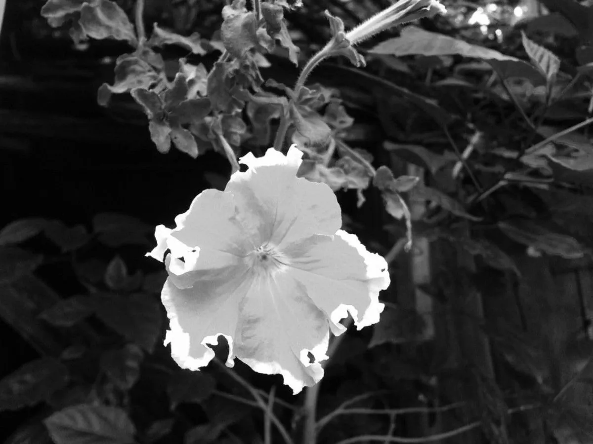Petunia, artwork by Zazulete Anuca Romanta Ion