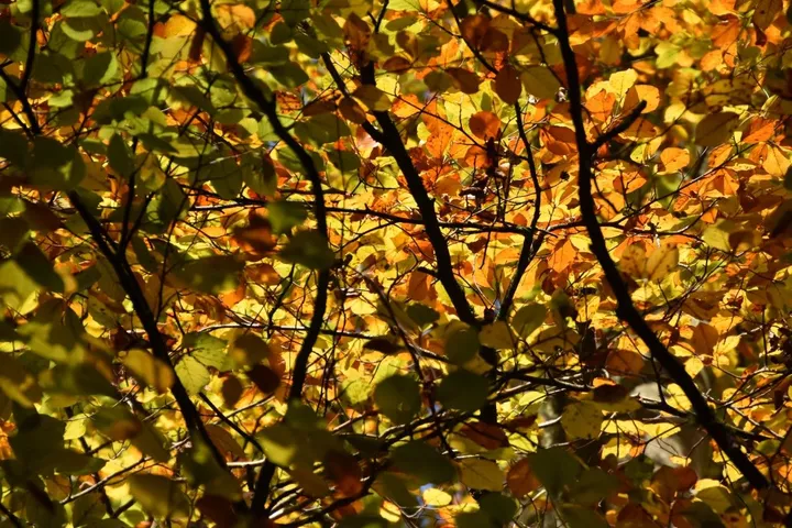 Les couleurs d'automne, œuvre de philippe vozza