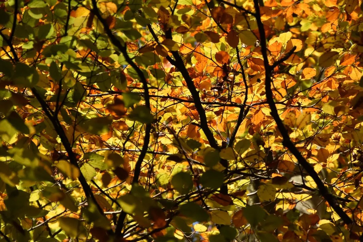 Les couleurs d'automne, œuvre de philippe vozza