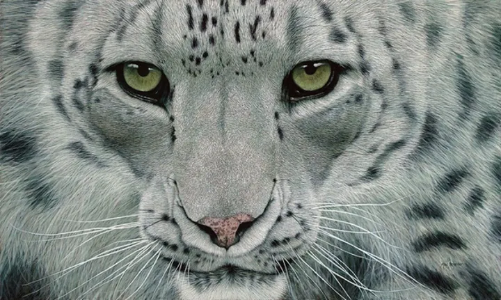 Snow Leopard II, œuvre de Marc Alexander