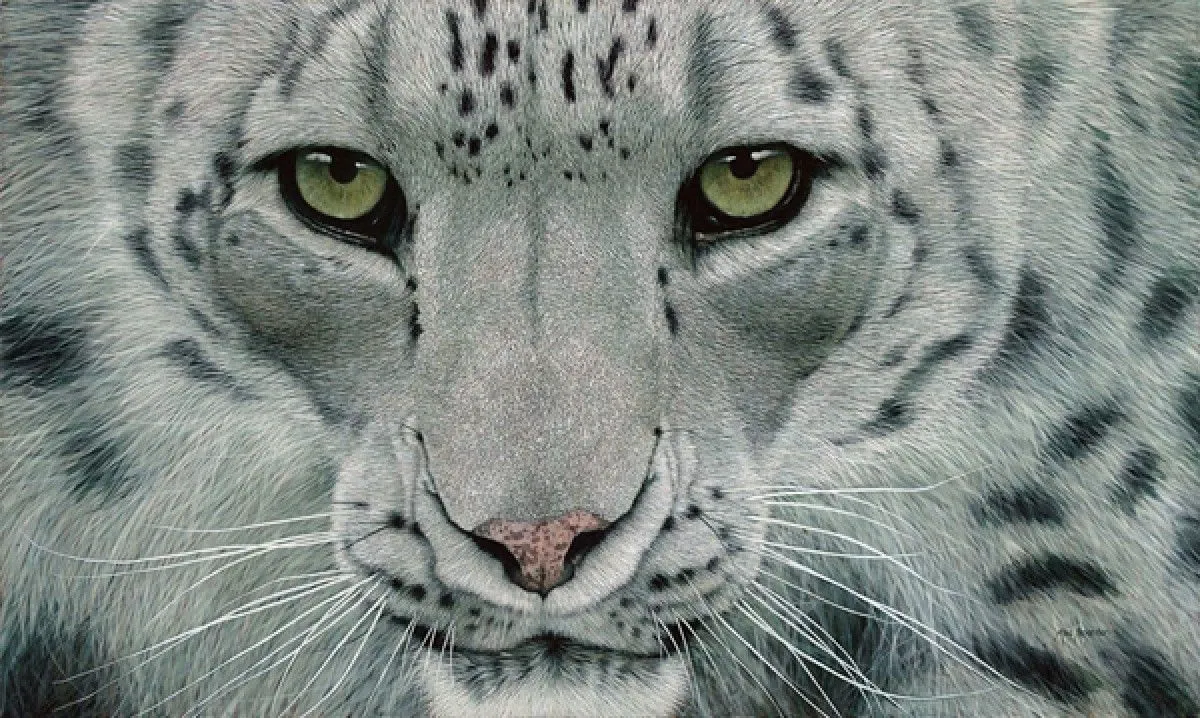 Snow Leopard II, œuvre de Marc Alexander