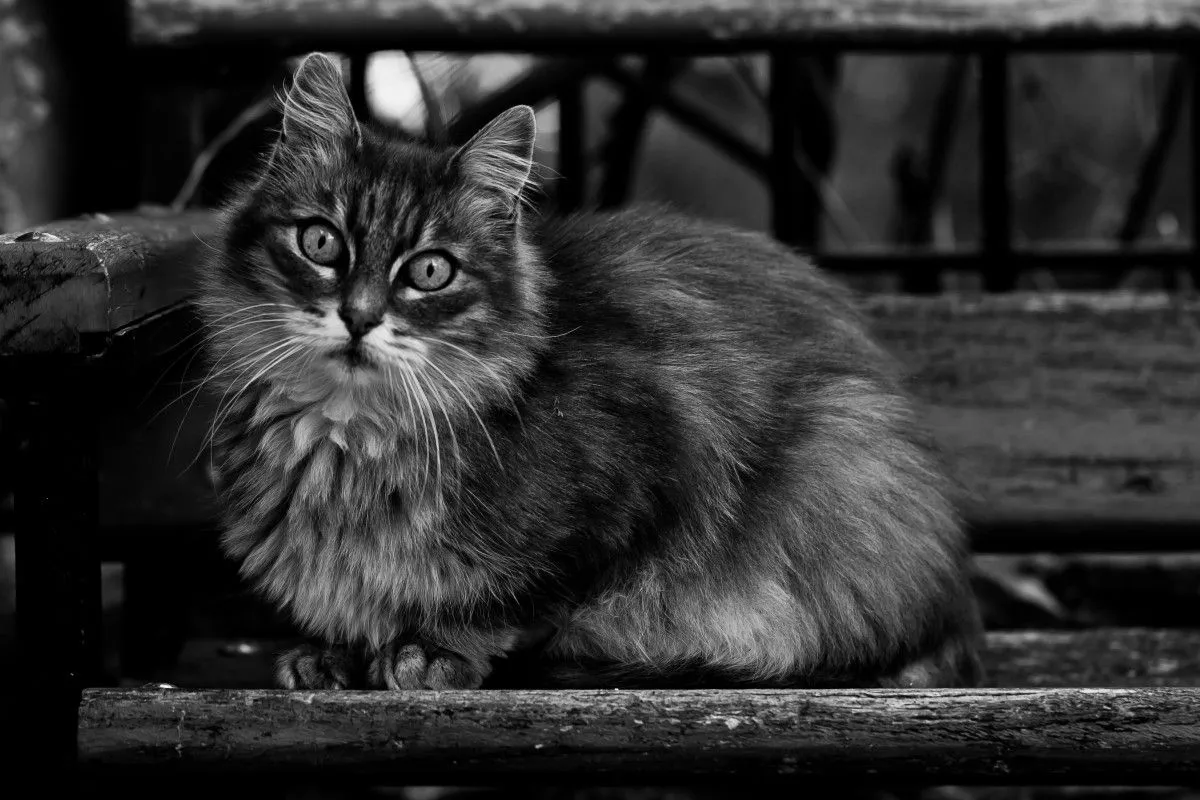 Chat, artwork by Nicolas Bernié