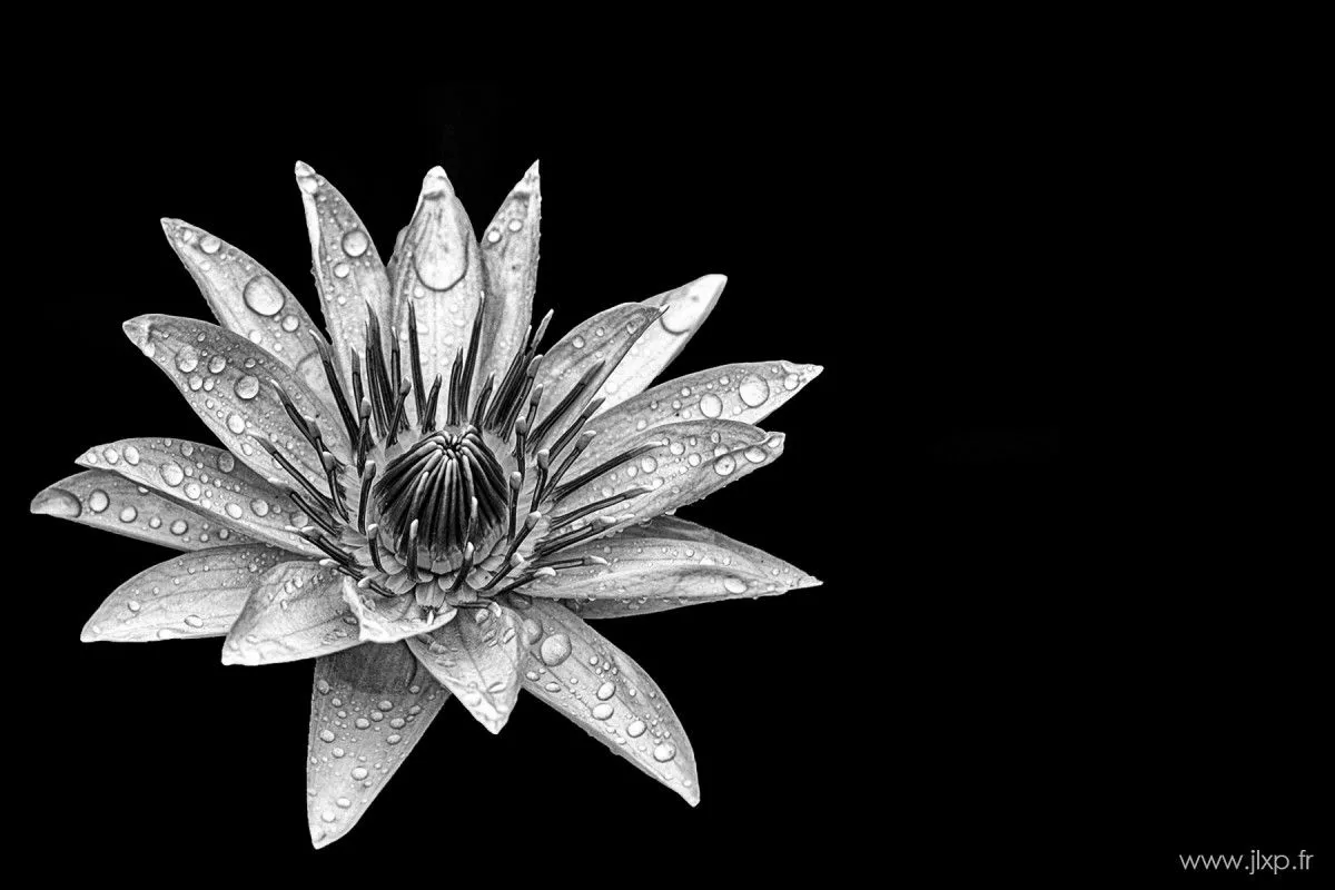 Black Lily, artwork by Jean-Louis Paulin