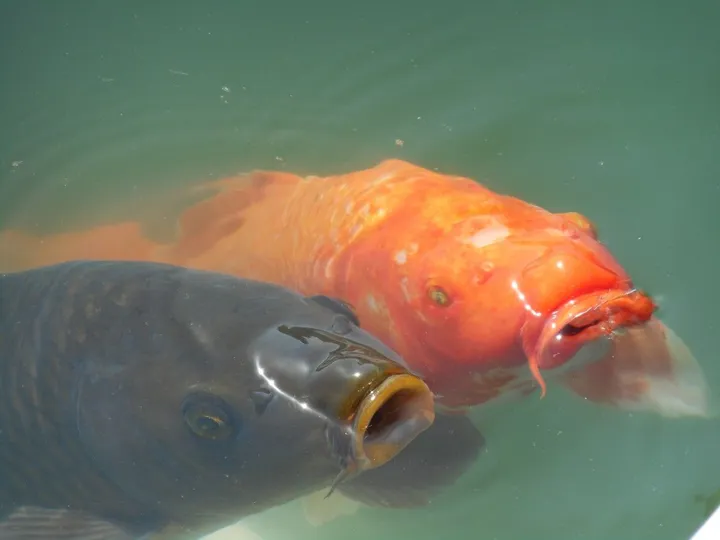 Fishes, œuvre de Ujjwala Gaur