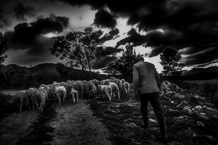 The shepherd of Stanford, œuvre de Herman van Bon