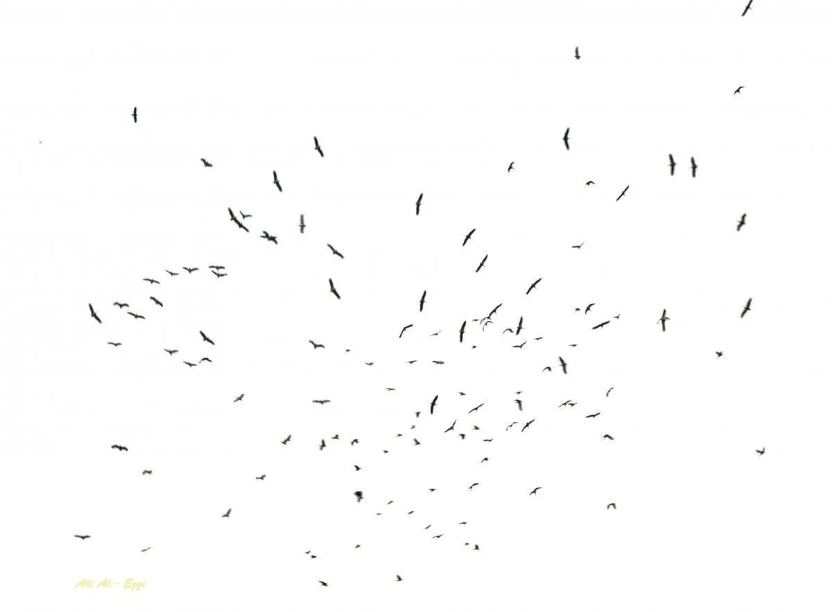 Birds, artwork by Ali AlEzzi