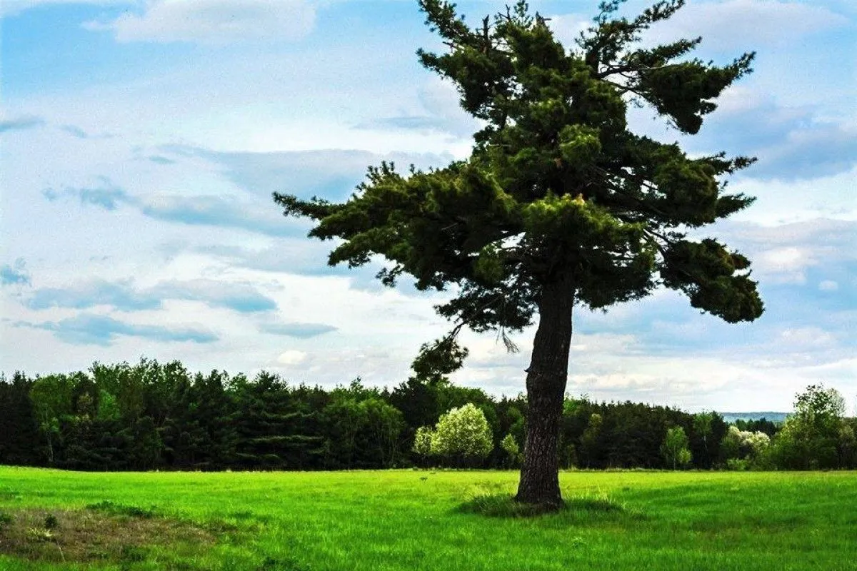 arbre1, artwork by Peinture Melanie