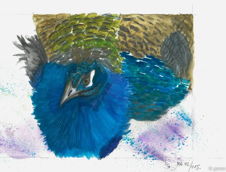 Peacock, artwork by Goran Martinovic
