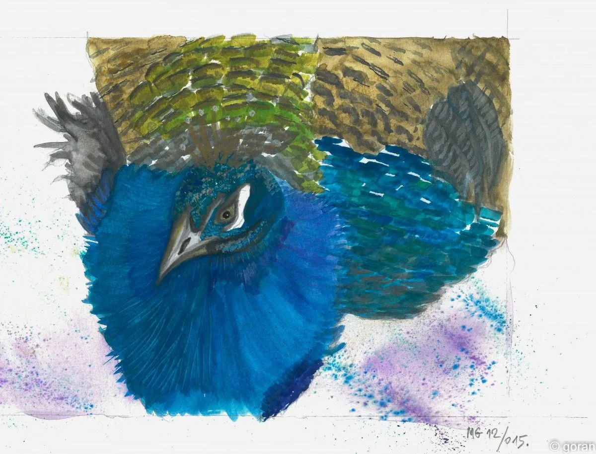 Peacock, artwork by Goran Martinovic