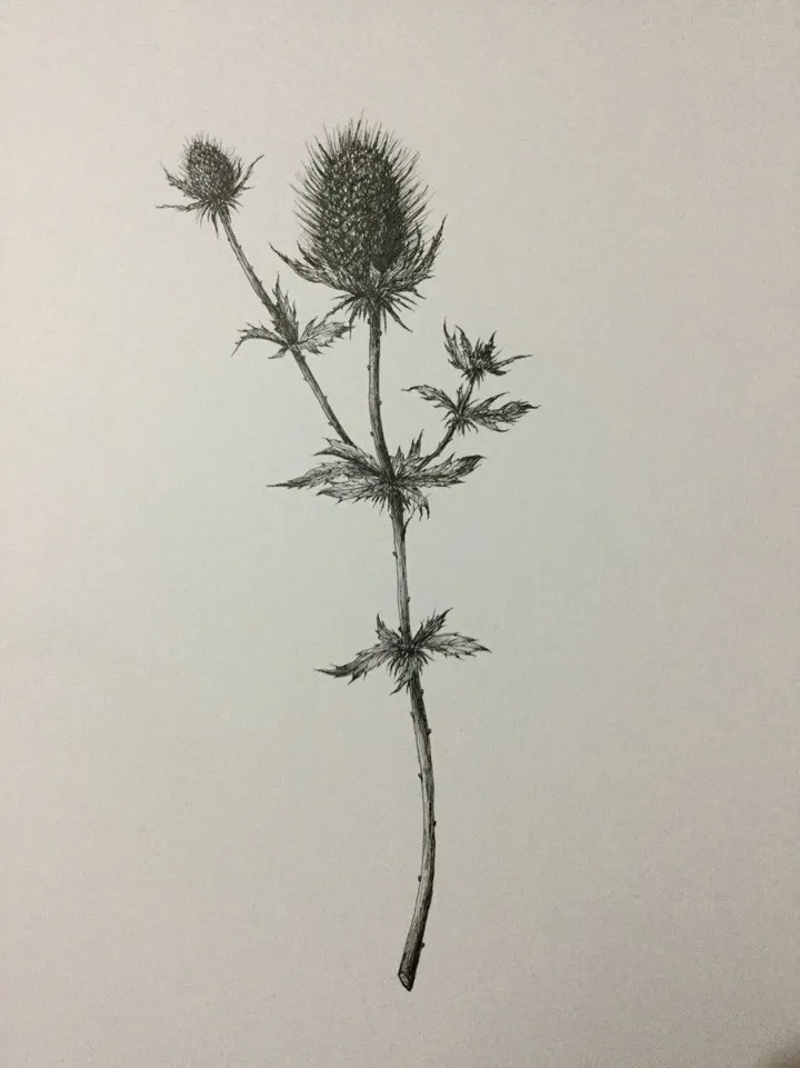 Thistle, œuvre de Thomas Presley