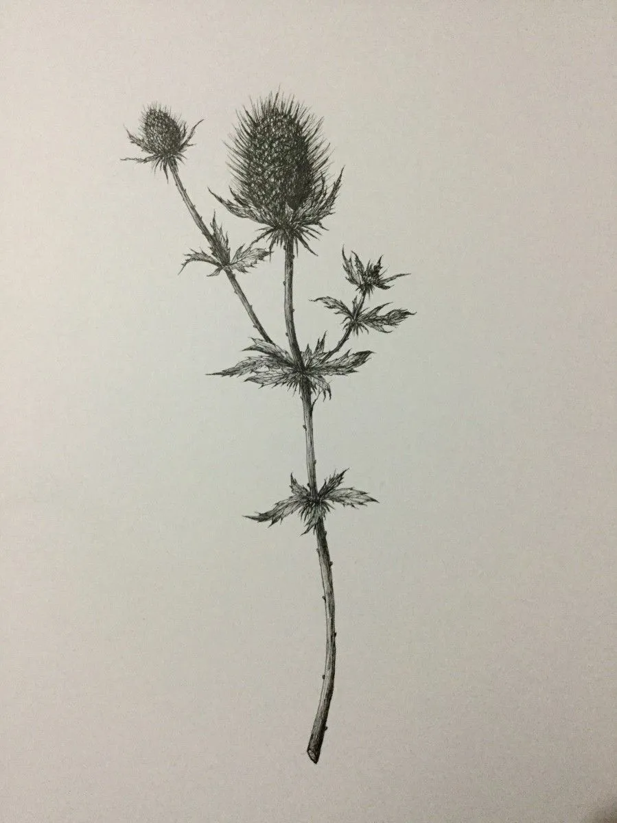 Thistle, artwork by Thomas Presley
