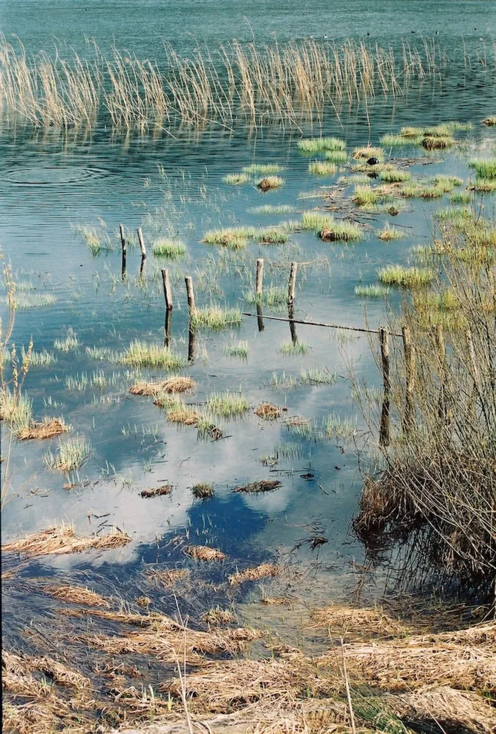 nature, artwork by Philippe Pohu