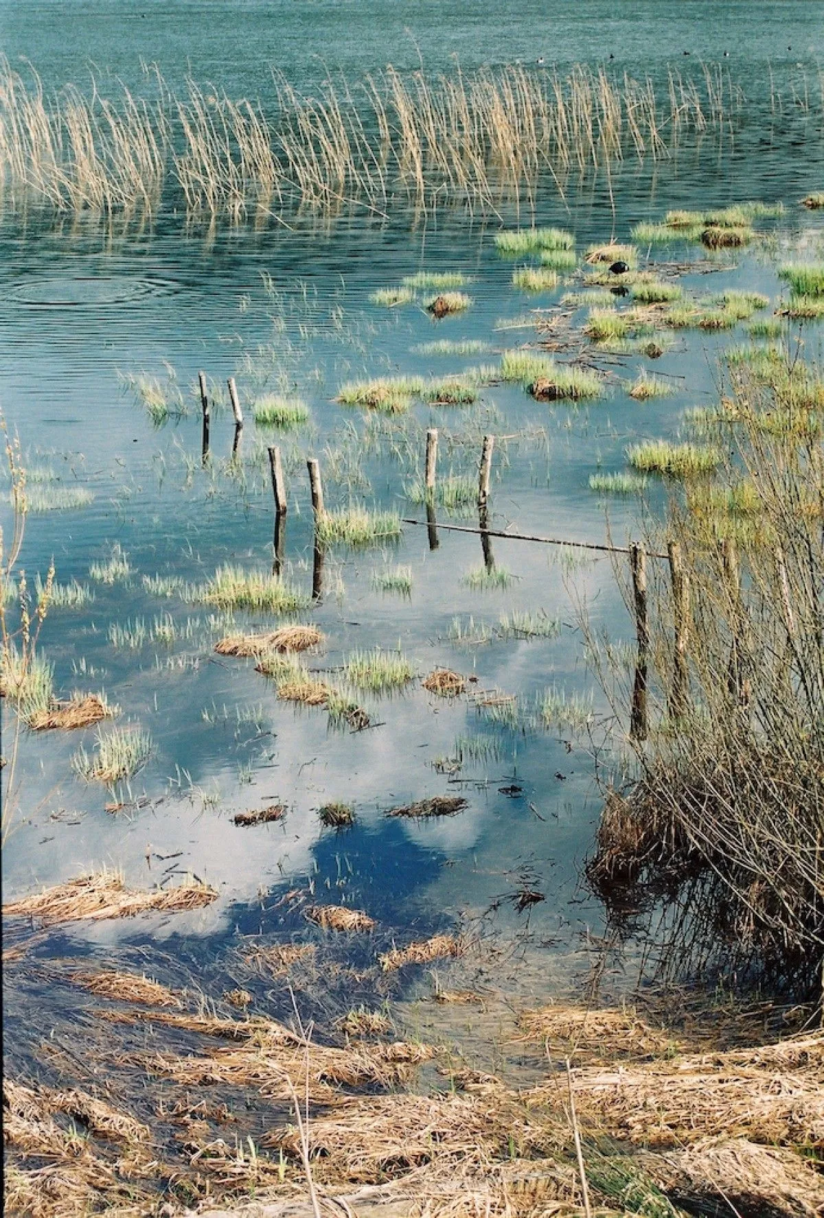 nature, œuvre de Philippe Pohu