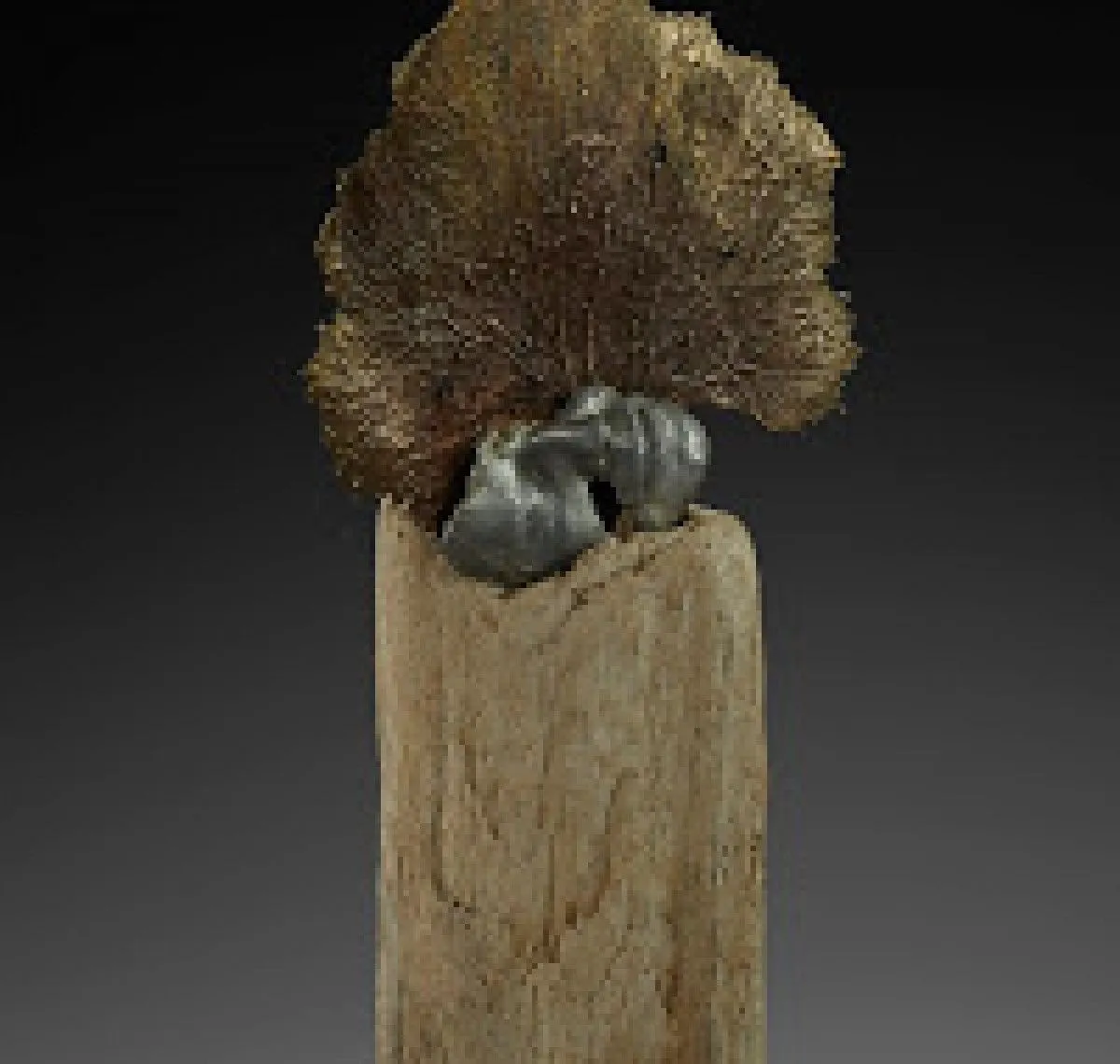Algue, œuvre de Noel Ange Coderre