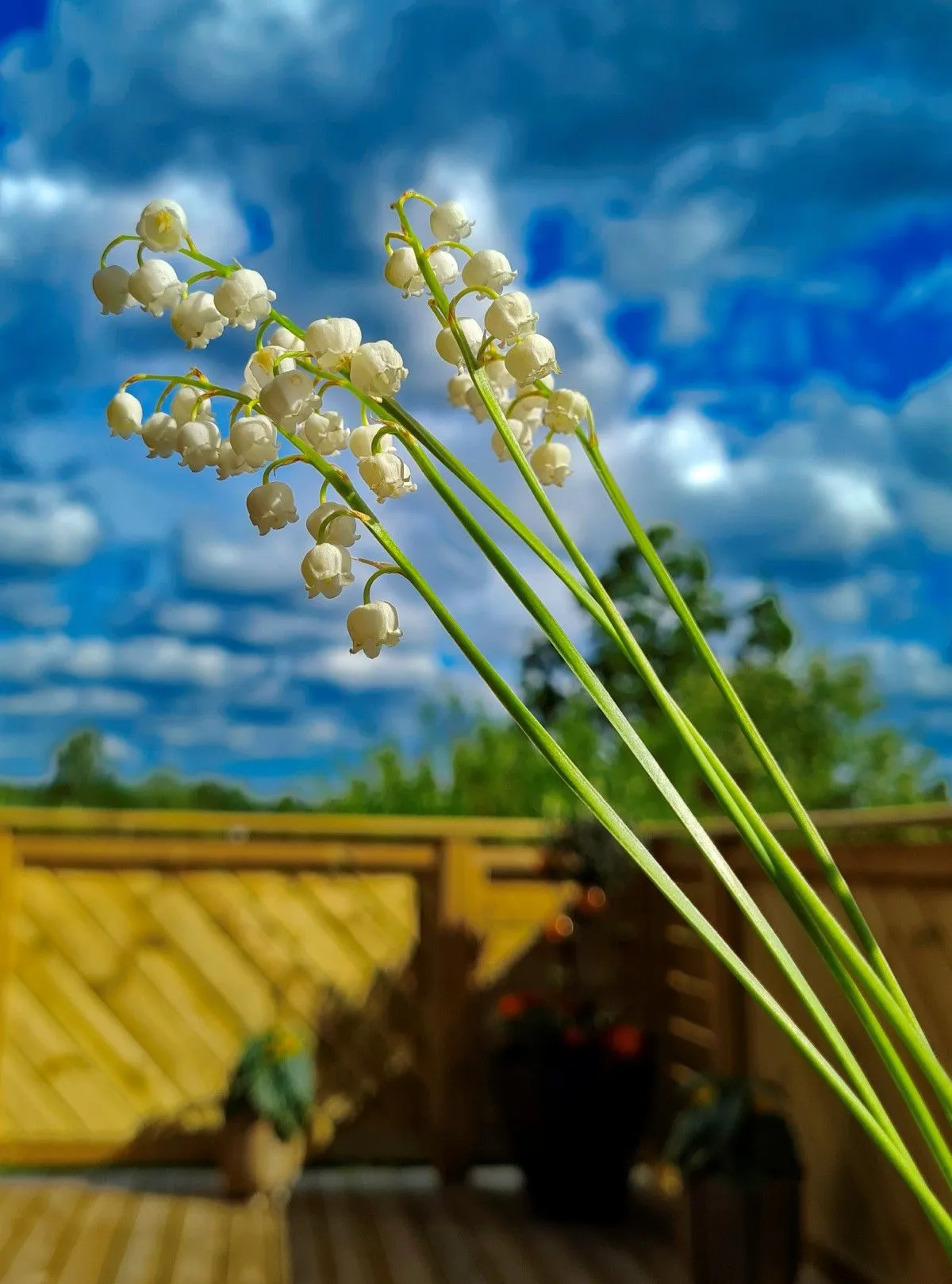 Lilys 2, artwork by barry king