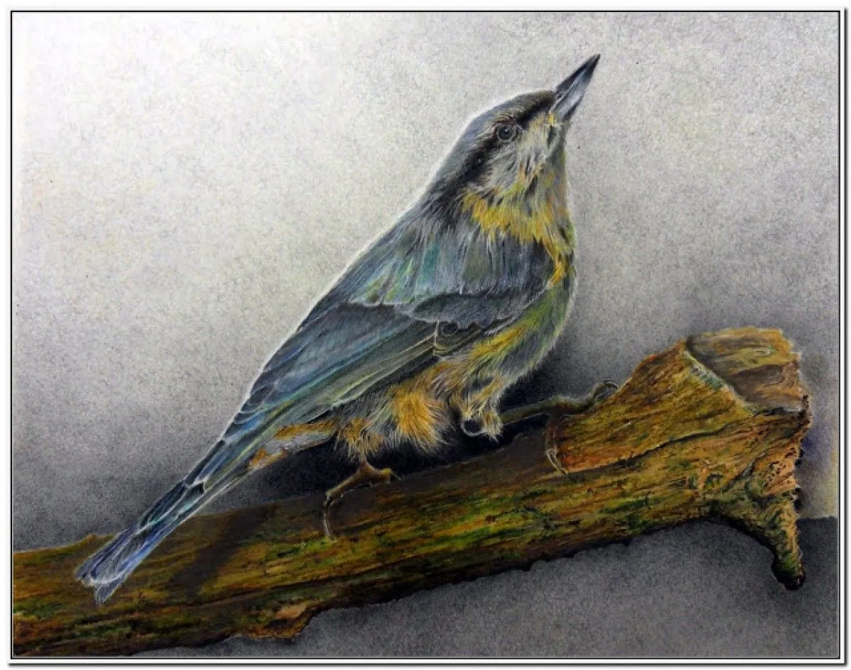 Sittelle Torchepot., artwork by jean paul Huysmans