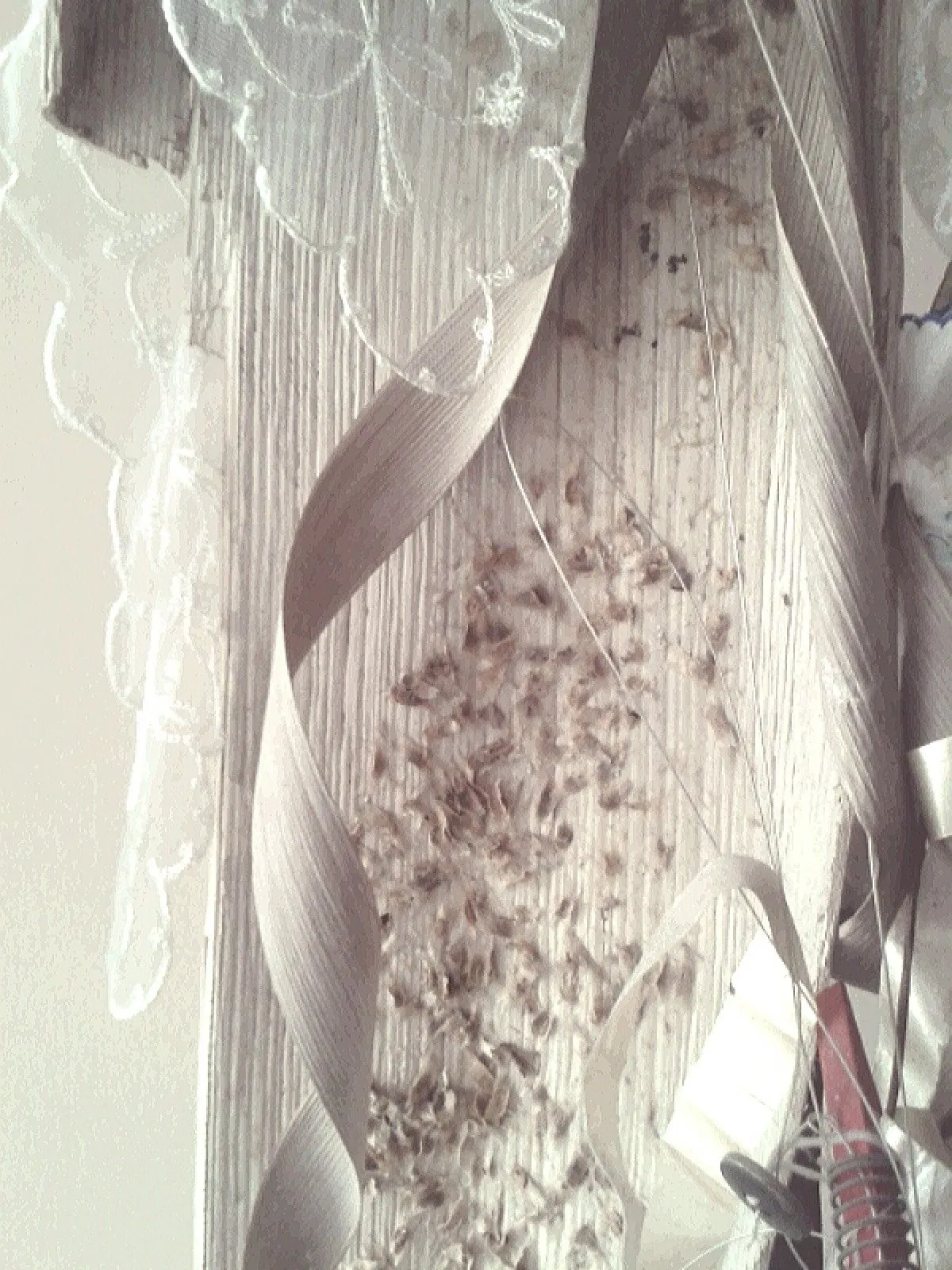 nature, artwork by Perla Braga