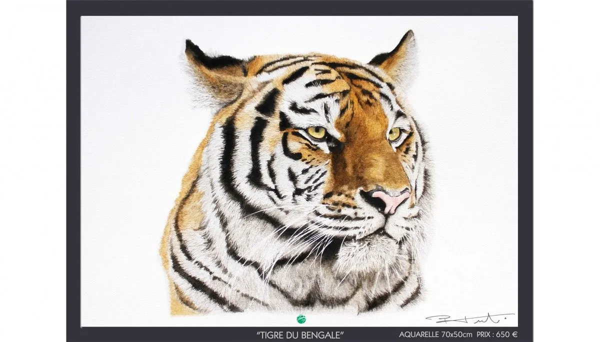 "TIGRE DU BENGALE", artwork by Pierre Frutschi