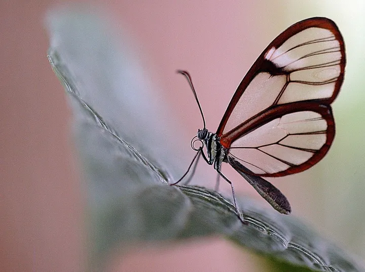 Comme une aile de papillon, artwork by Garance Klein