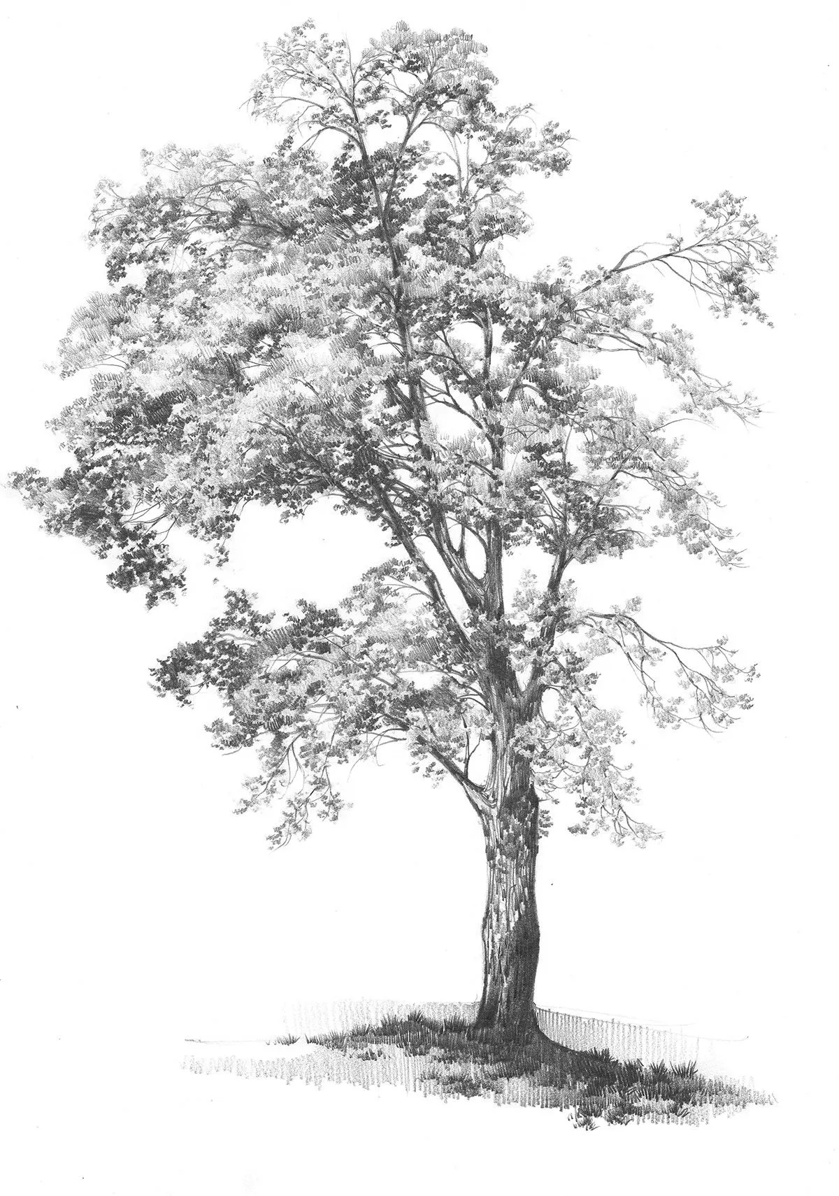 Tree, artwork by Meer Hamza