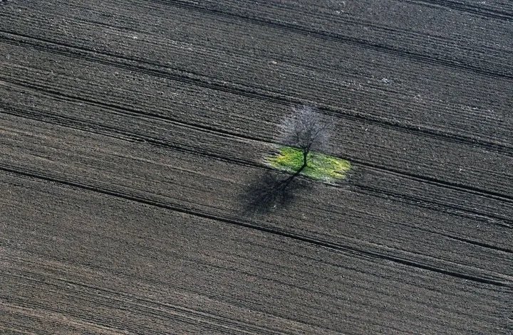 Small Tree, œuvre de Vlada Marinkovic