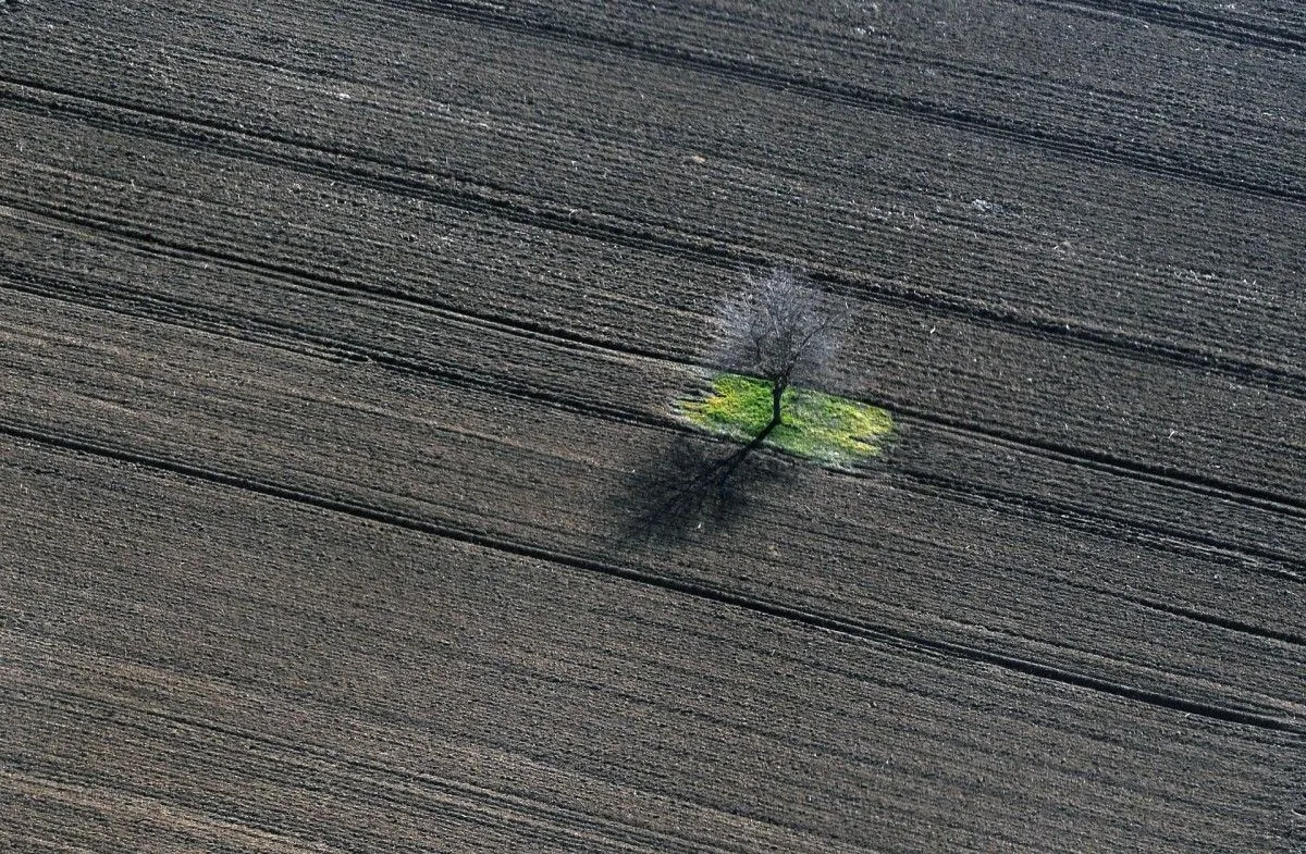 Small Tree, œuvre de Vlada Marinkovic