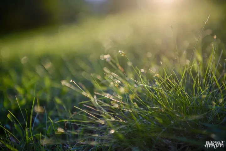 Tapis de sol ... naturel, œuvre de Marie-Claire PARSEMAIN