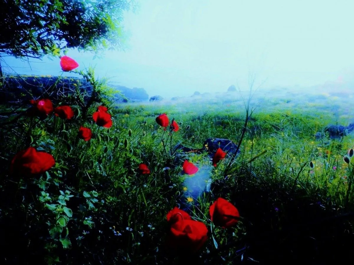 strawbery fields, œuvre de Elena Patrikio