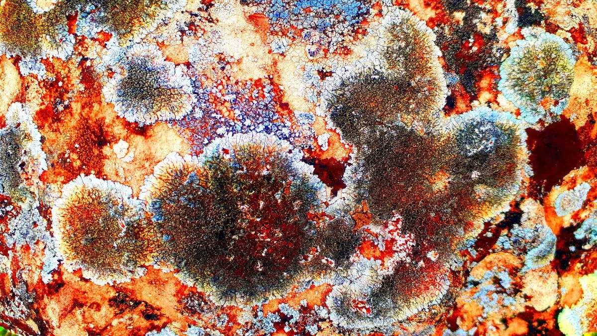 LIQUENES, œuvre de Hilario Ranera