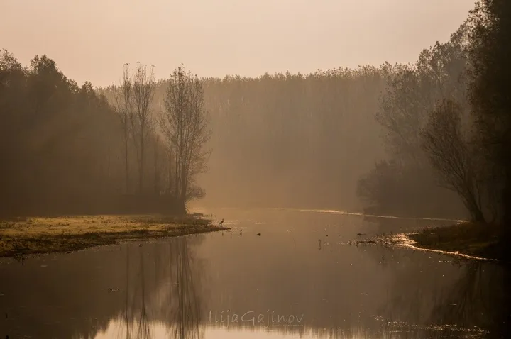 Morning in the swamp, œuvre de Ilija Gajinov