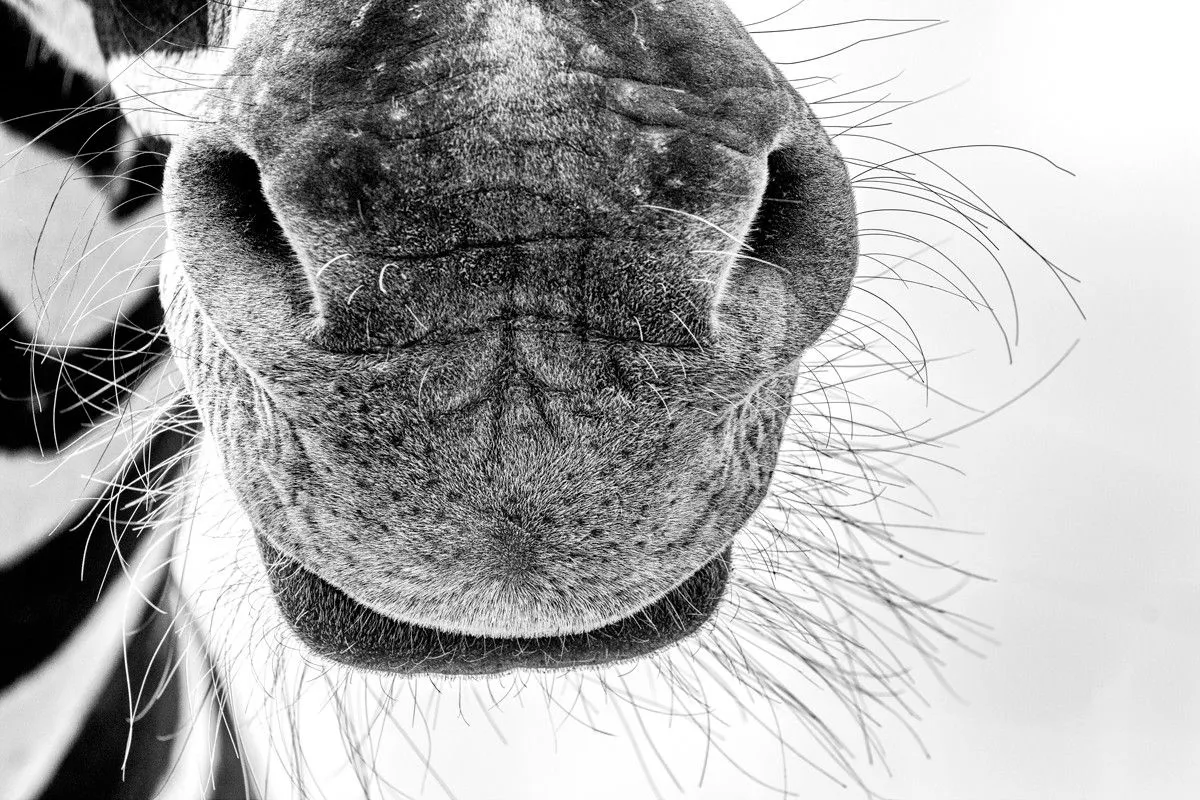 Portrait of a Zebra, œuvre de Herman van Bon