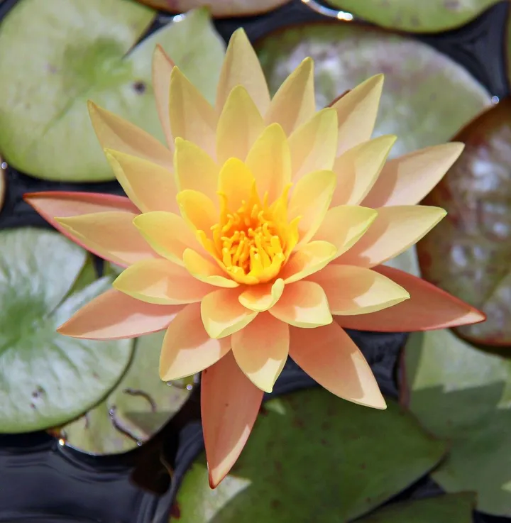 GOLDEN WATER LILY, œuvre de Robert W Dunlap