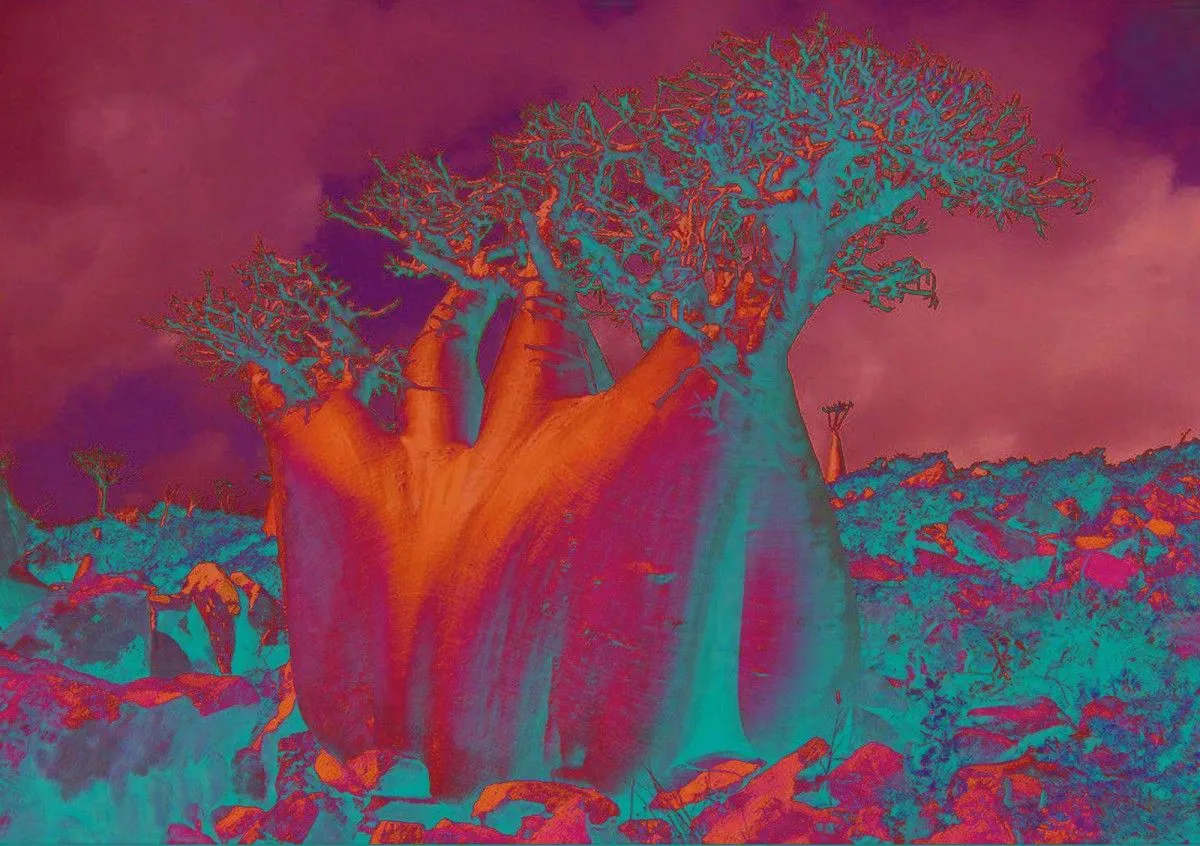 Flaming Baobab, œuvre de Agnes Fodor