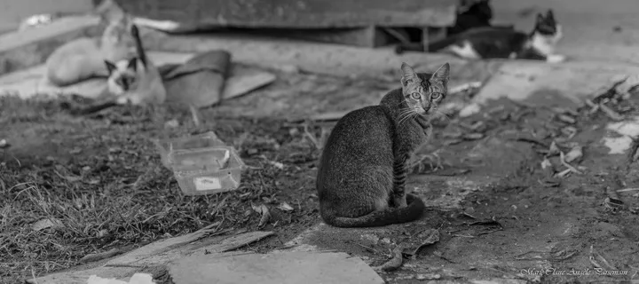 Chat sale ?, œuvre de Marie-Claire PARSEMAIN