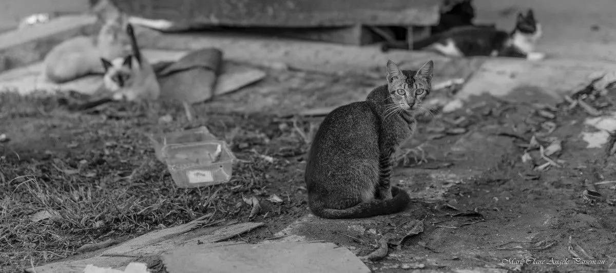 Chat sale ?, œuvre de Marie-Claire PARSEMAIN