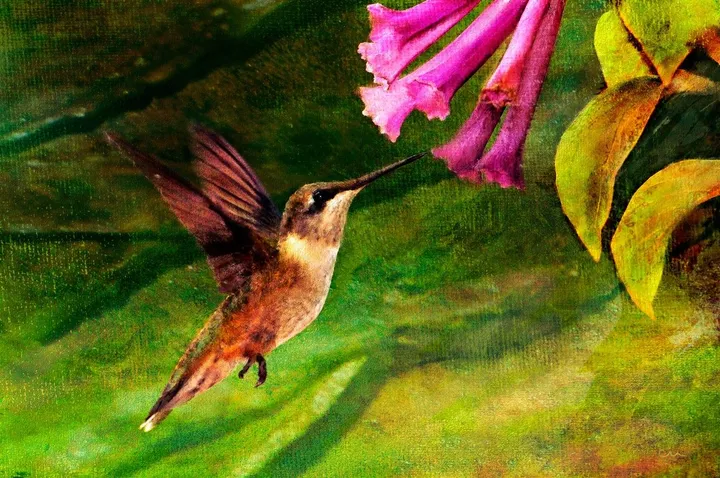Hummingbird, œuvre de Chuck Underwood