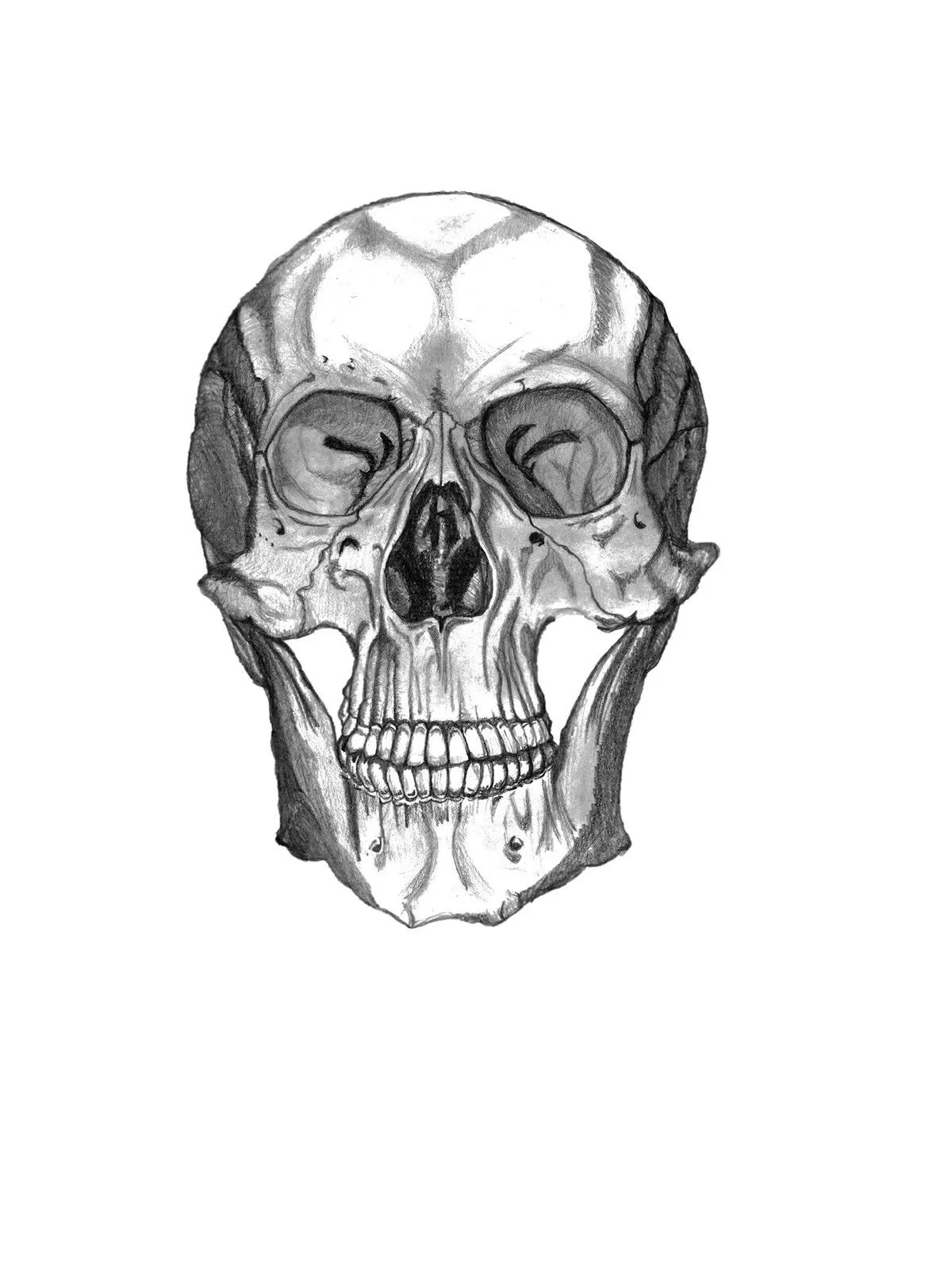 Anatomical skull, frontal study, artwork by Miska Pan