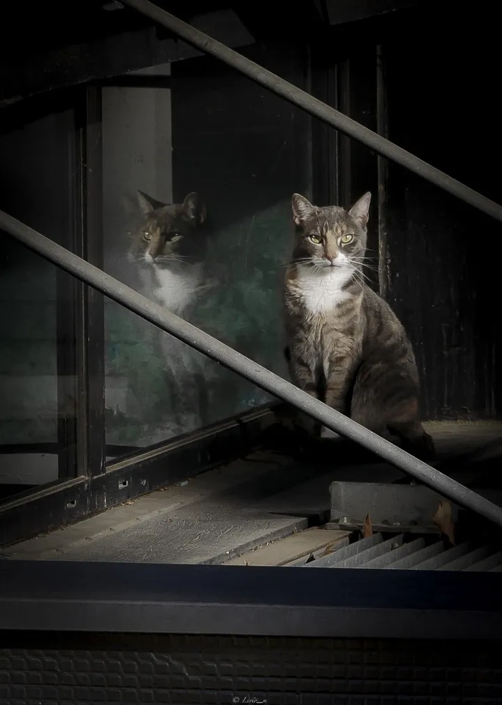 Intimidation, œuvre de Livio Mercien
